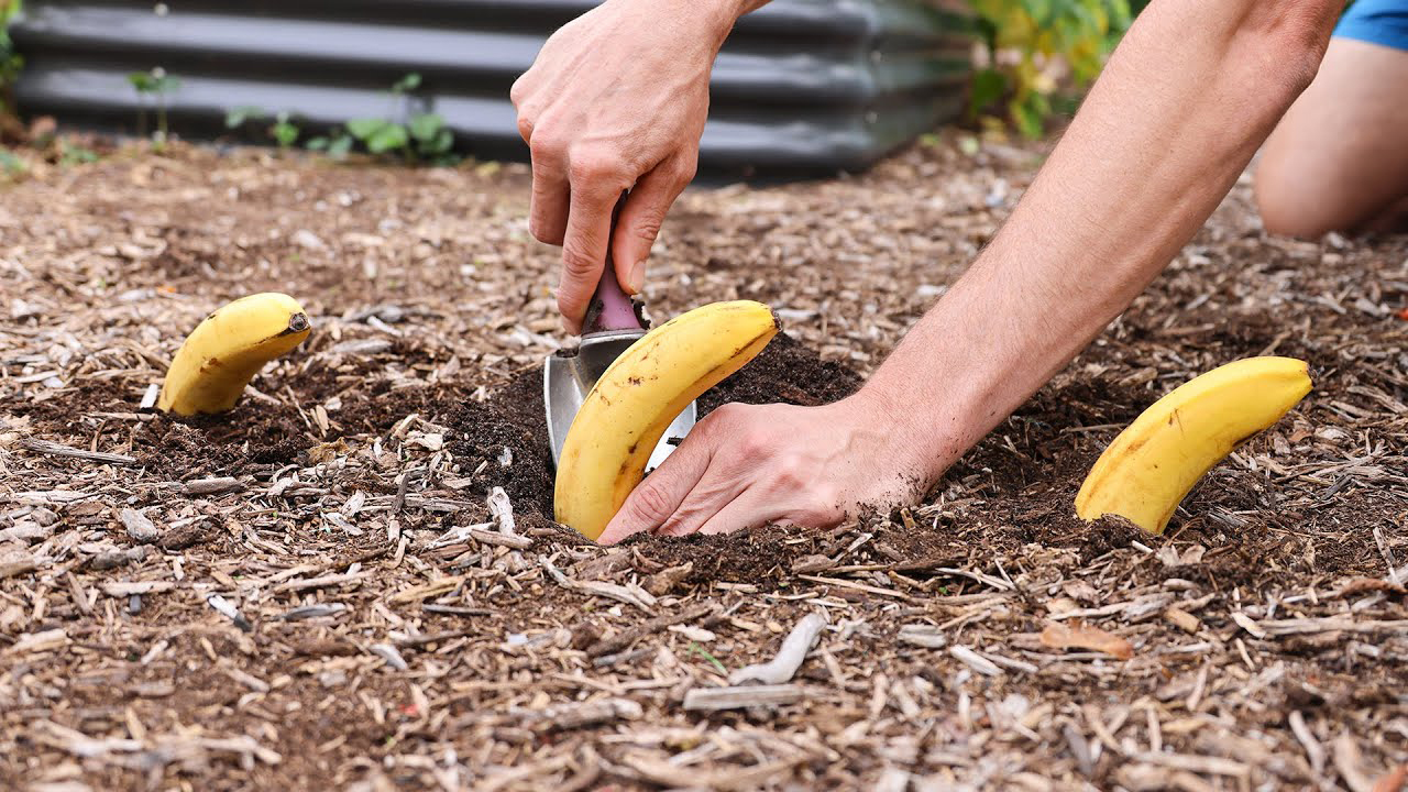 Plant Bananas in Your Garden and Just Watch